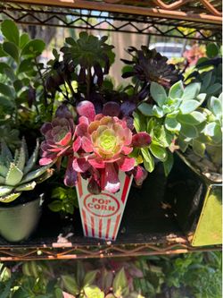Cute plant 🪴