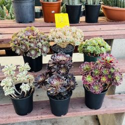 $220 Free Shipping Cost For 6 Cluster Aeonium 