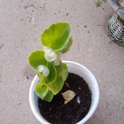 Plants Begonia