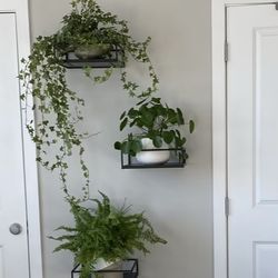 Two Decorative Shelves