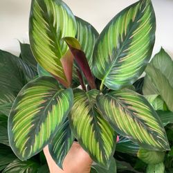 Calathea Beauty Star House Plant