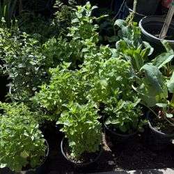 Mint and spearmint plants $10 Each Price Firm 