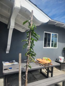 Loroco salvadoreño tree