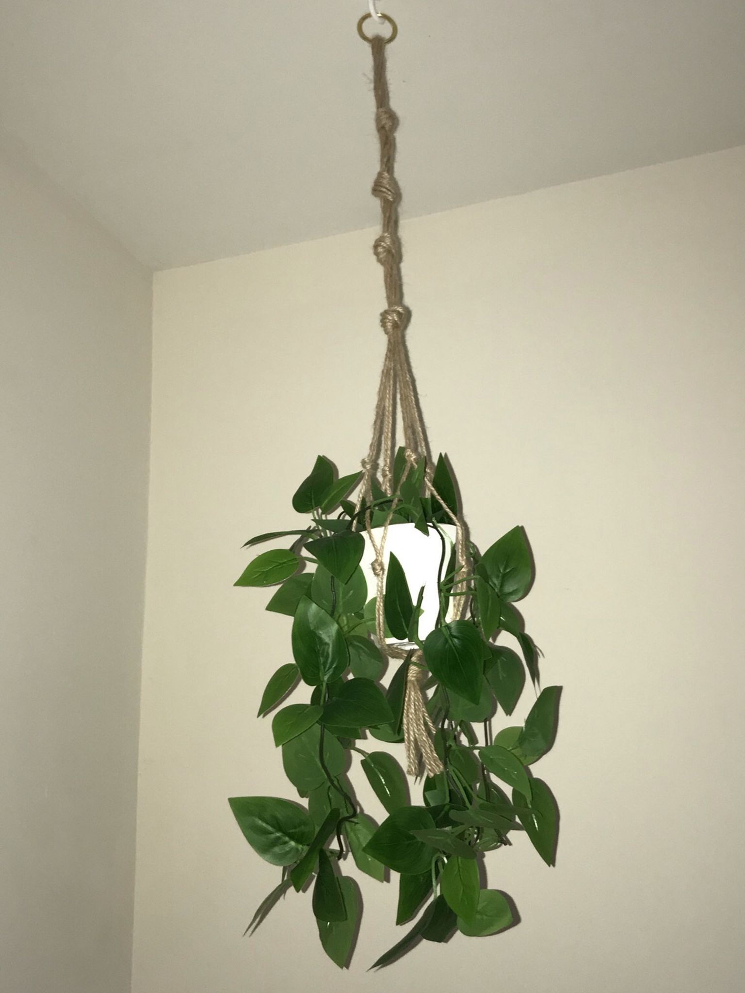 Hanging Plant With White Pot