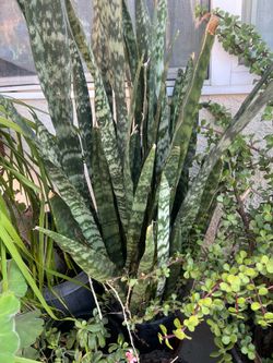 Plants