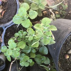 Oregano Orejon
