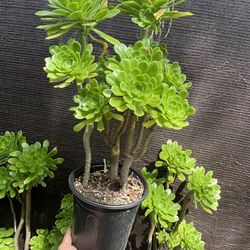 Aeonium 