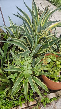 Variegated Agave Desmettiana
