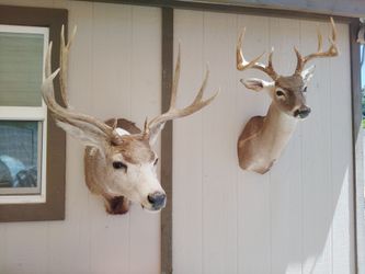 Taxidermy  deer  western decor