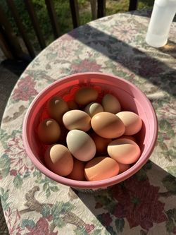 Fresh Free Range Chicken Eggs