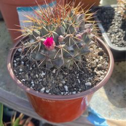 Cactus