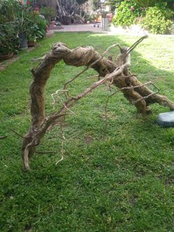 Natural Driftwood For Aquariums Terrariums Decor 