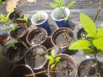 Butterfly Plant Small 