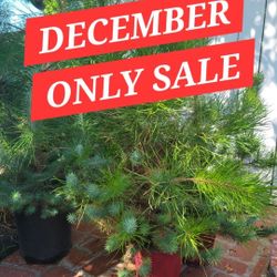 Pine   Tree (buy one get one free)
