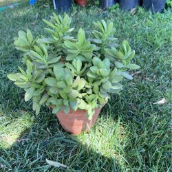 Planta Del Dinero Money Tree Plant