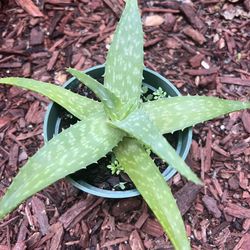 Aloe Vera Plant 🪴