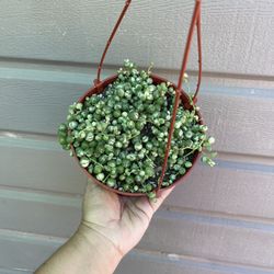 6” variegated strings of pearls