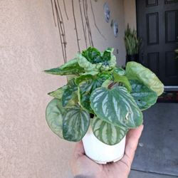 Blooming Peperomia ECUADOR Plant $15