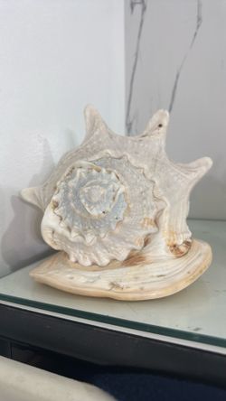 Horned Helmet or Queen Helmet conch shell