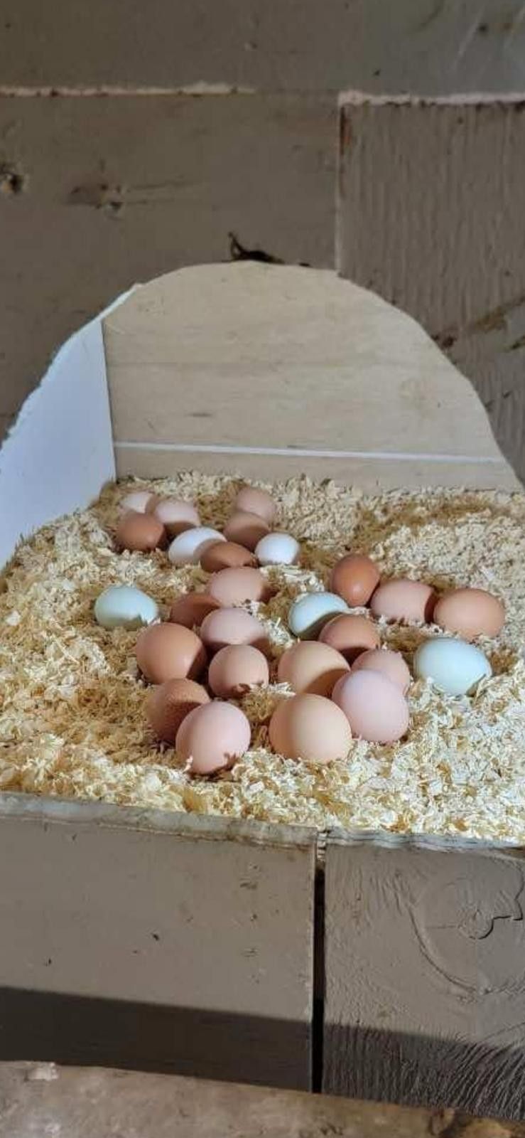 Fresh Eggs