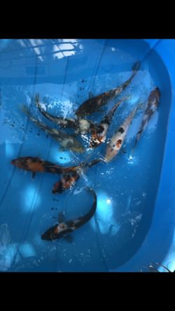 Koi