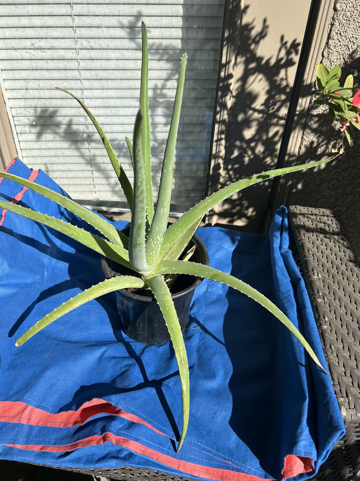 Aloe Vera Medicine Succulent 18” Plant