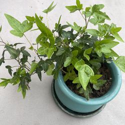 Plant In Ceramic Pot $15 