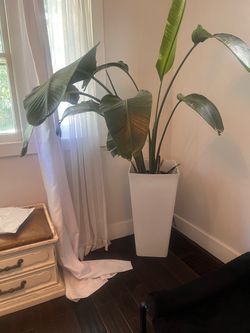 Large Bird of Paradise Plant in White Planter