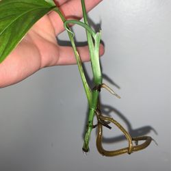 Monstera Obliqua Bolivia for Sale in Seattle, WA - OfferUp
