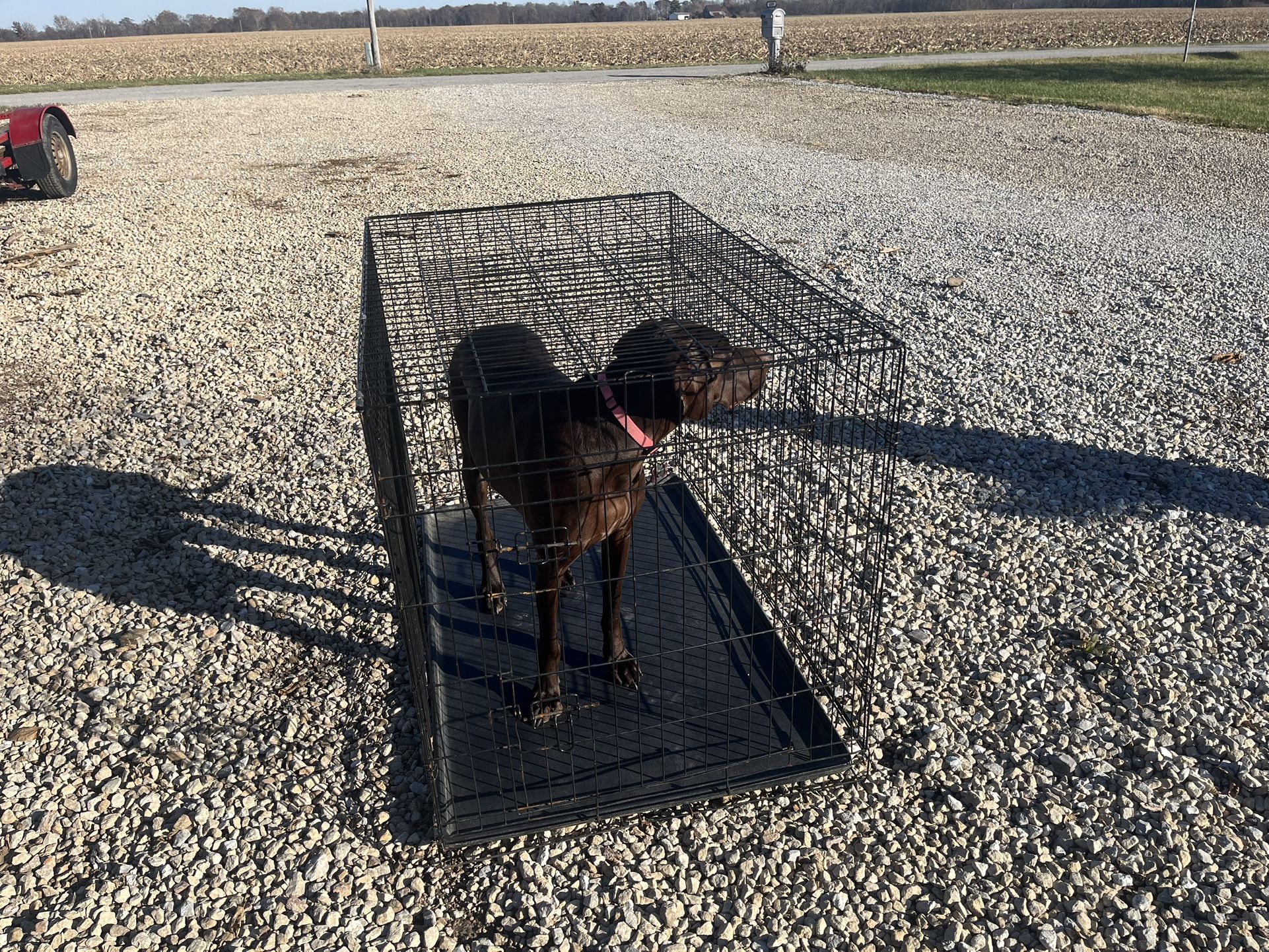Large Dog Crate