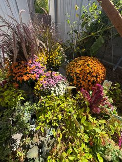 Assorted plants and flowers.
