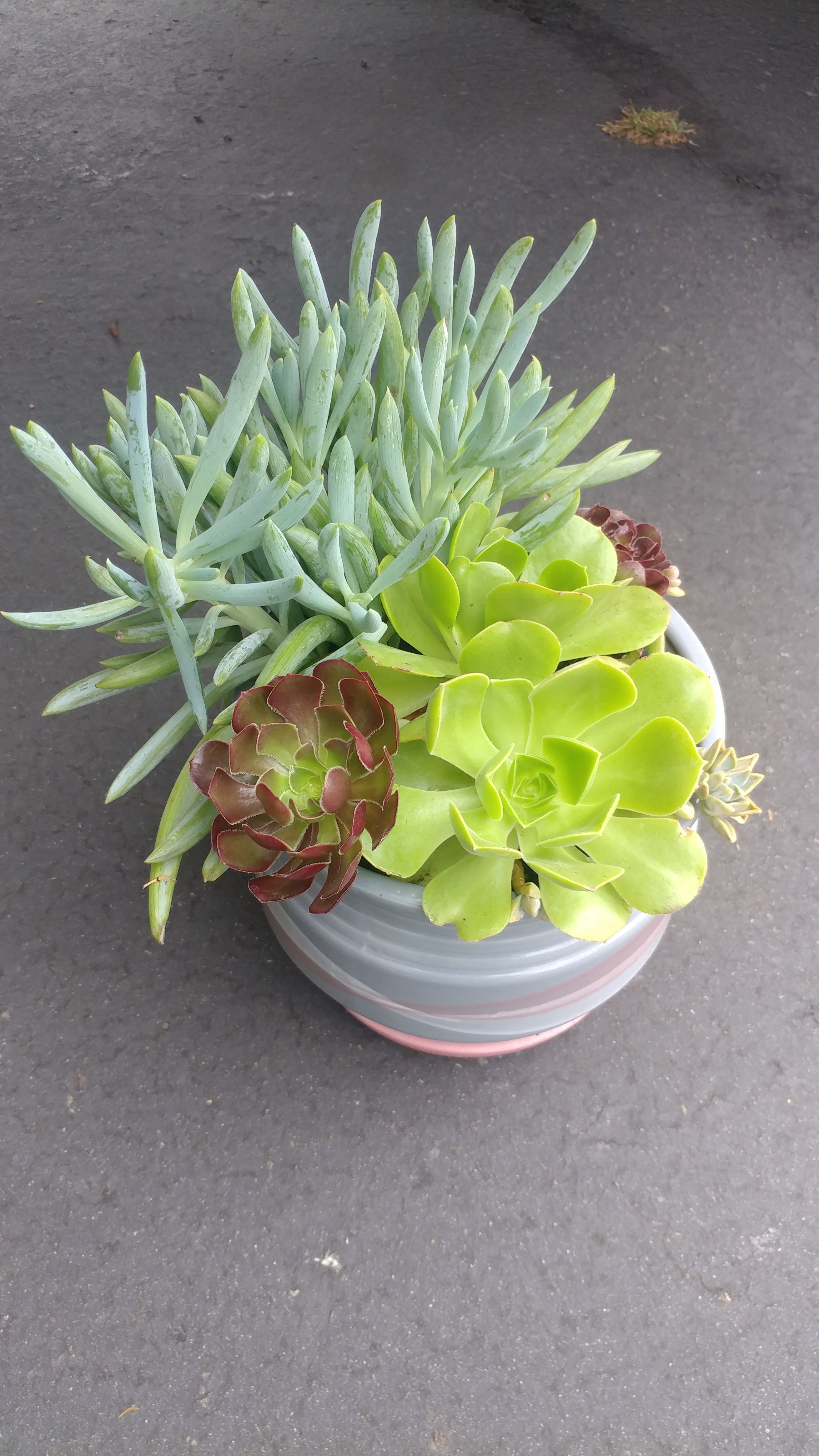 Succulents, Planter, Pot