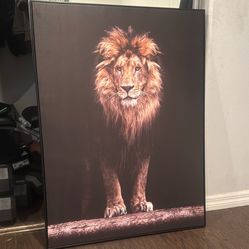 Lion Portrait 