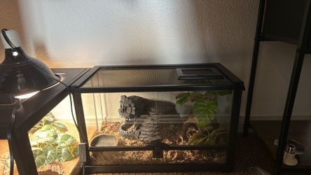 10 gallon tank