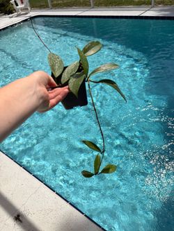 Hoya Pubicalyx Splash $5 (3 available)