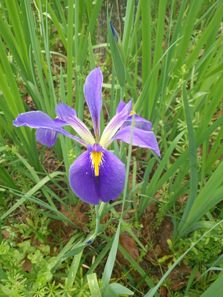 Purple Flame / Blue Flag Iris 