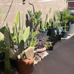 Cactus And Succulents 