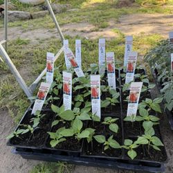 Pepers & Veggie Plants for sale / Matas de chiles y vegetales $7.00 each six pack 