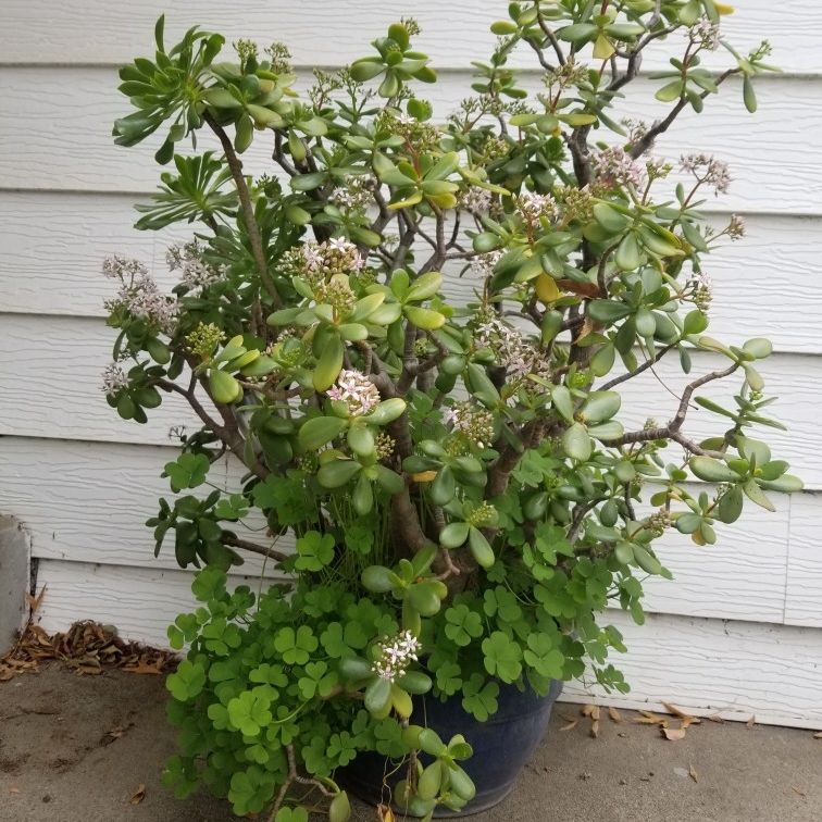  Jade Plant with Pink Clover