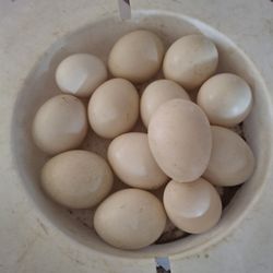 Duck Eggs