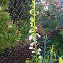Foxglove plant