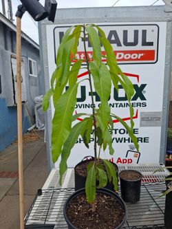 4 foot mango tree