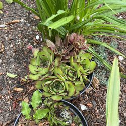 Succulent Plant In Pots Different Types