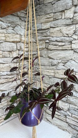 Beautiful Tradescantia (easy-to-care) houseplant in cute .7"H pot.