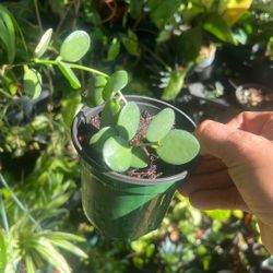 Coin Plant Live Available 