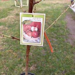 Nectarines Tree Ready To Plantings!! 5 Gallons 