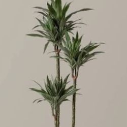 Dracanea Plant