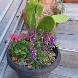 Potted Cactus, Succulents, And Flowers
