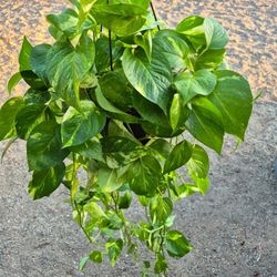 Golden Pothos Plant 8" Pot