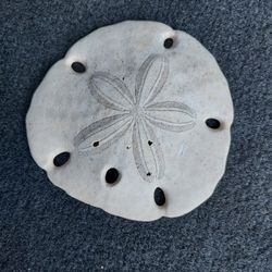 Set of 3 Key Hole Sand Dollars